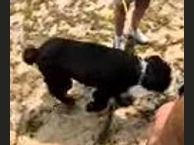 Baxter