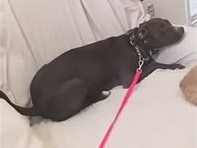 Lola