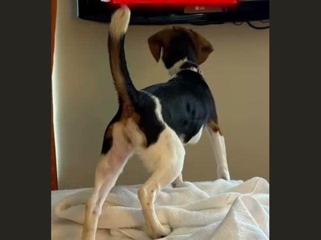 Bagel