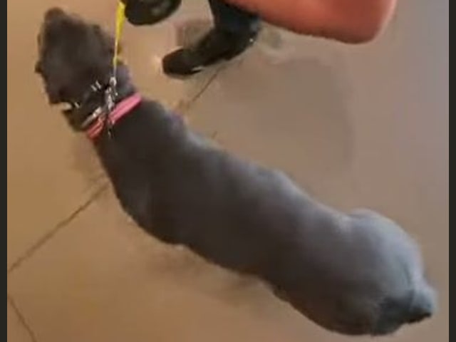 Josephine