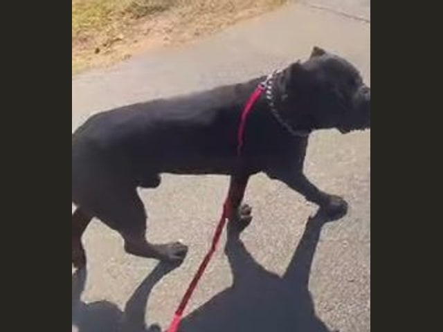 Zeus